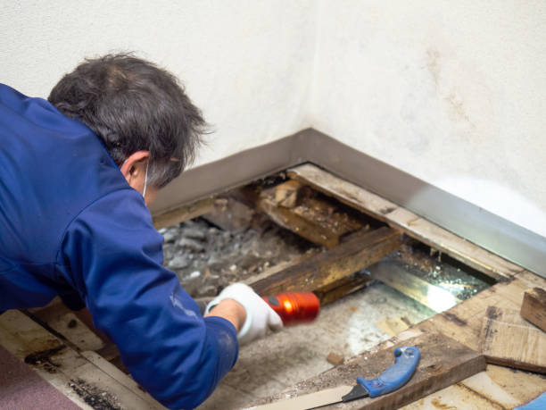 Best Emergency Mold Removal  in North Alamo, TX