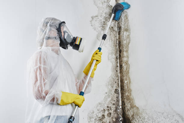 Best Mold Removal Near Me  in North Alamo, TX