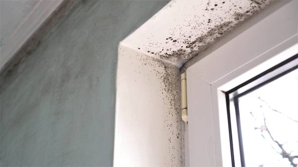 Best Mold Testing and Removal  in North Alamo, TX