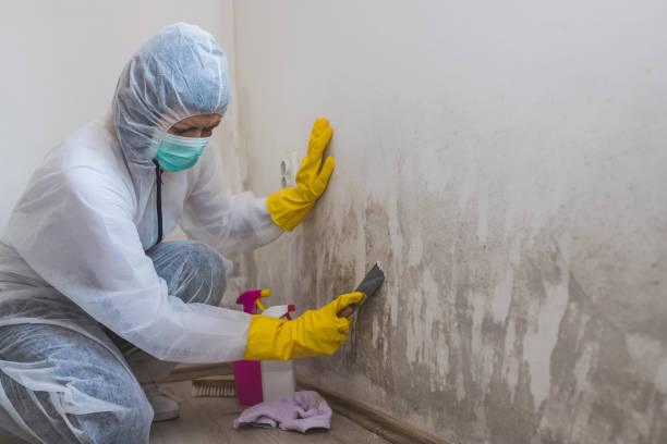 Best Mold Removal and Inspection  in North Alamo, TX