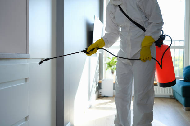 Trusted North Alamo, TX Mold Removal Experts