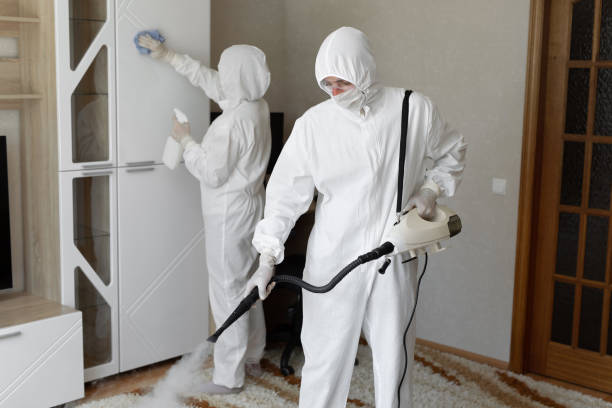 Best Commercial Mold Removal  in North Alamo, TX