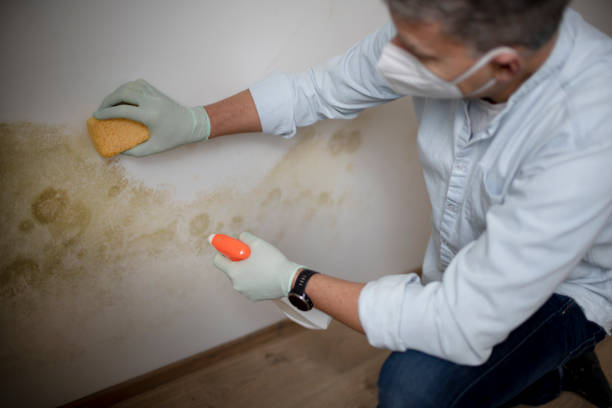 Best Commercial Mold Removal  in North Alamo, TX
