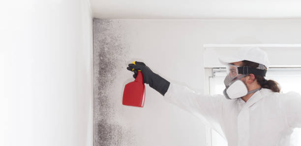 Best Mold Remediation  in North Alamo, TX
