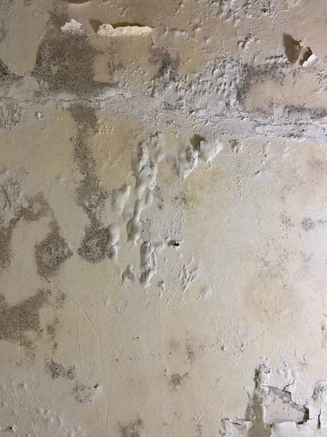 Best Office Mold Removal Services  in North Alamo, TX