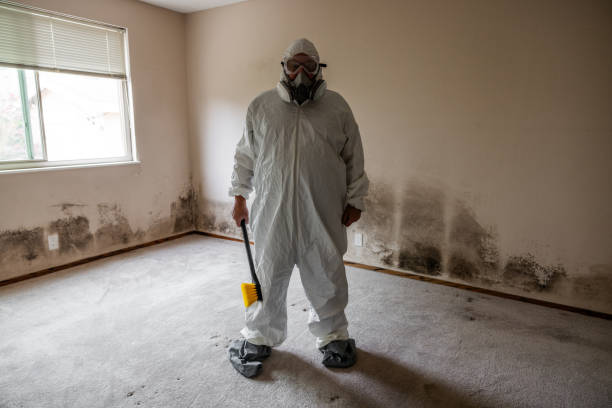 Best Mold Remediation Services  in North Alamo, TX