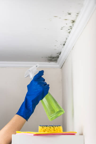 Mold Removal and Inspection in North Alamo, TX