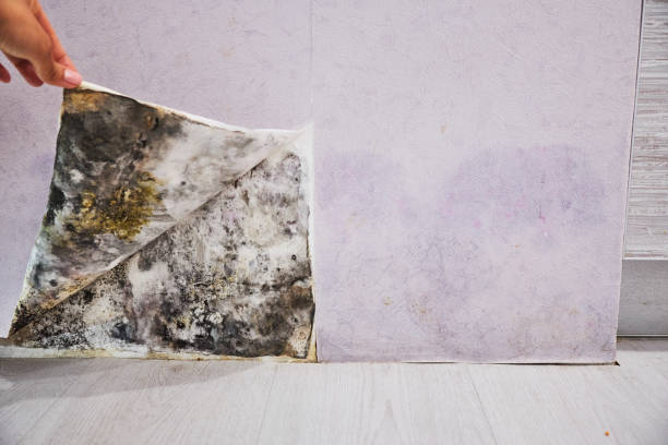 Best Mold Cleaning Services  in North Alamo, TX